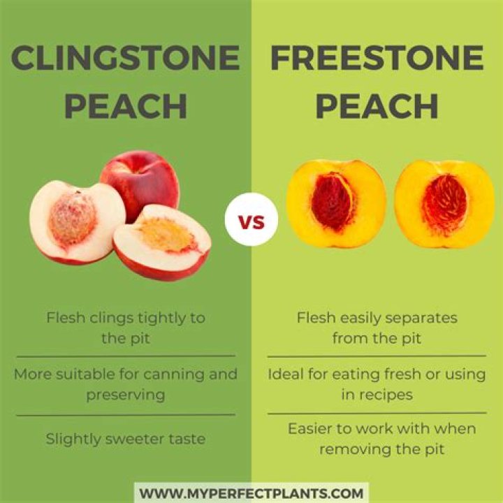 What peaches are freestone