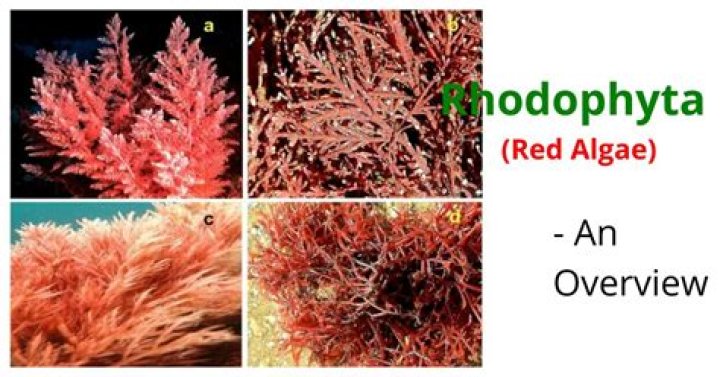 What phylum is red algae in