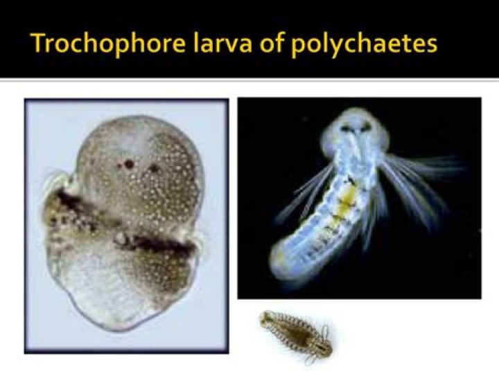 What Phylums have Trochophore larvae