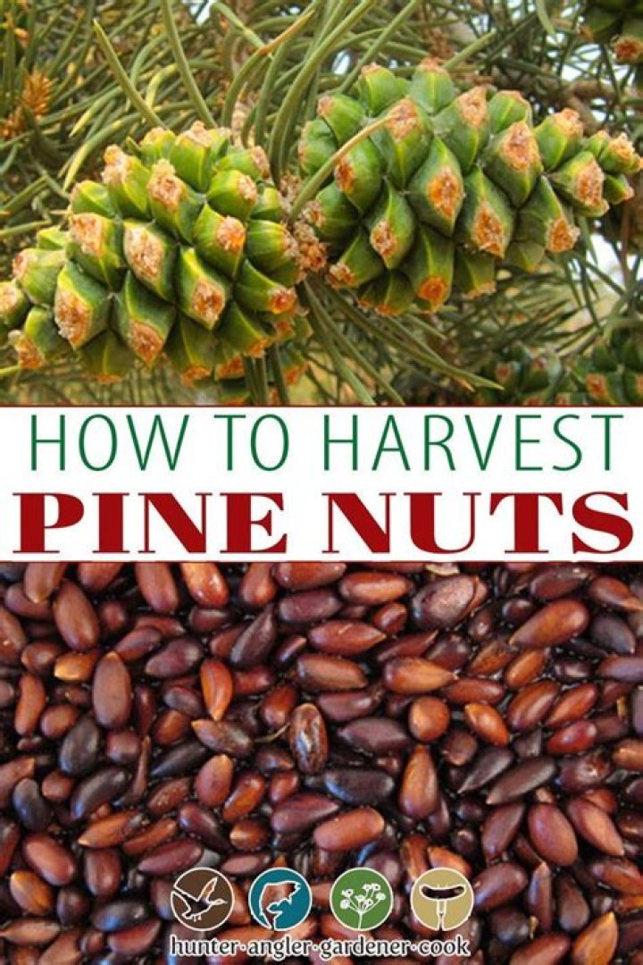 What pine nuts are edible