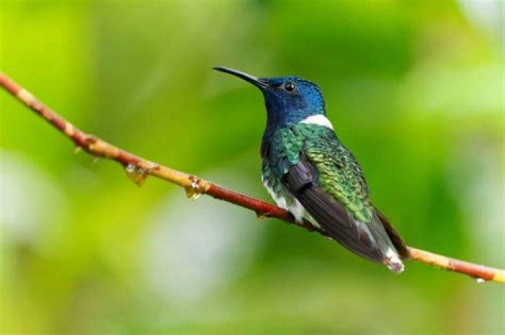 What plant has flowers that look like hummingbirds