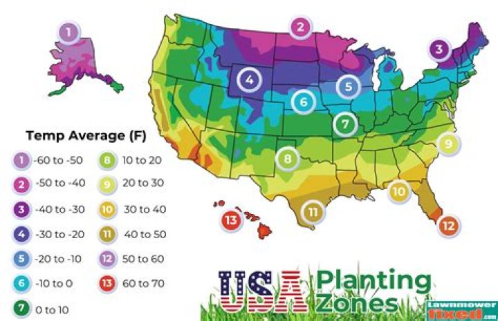 What planting zone is Storrs CT