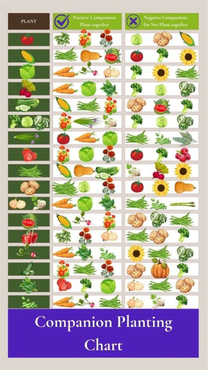 What plants are companion plants
