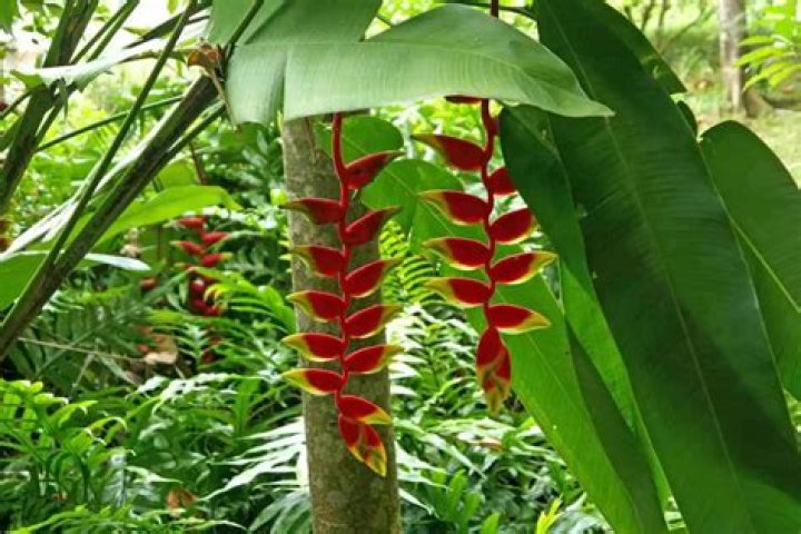 What plants are in Southeast Asia