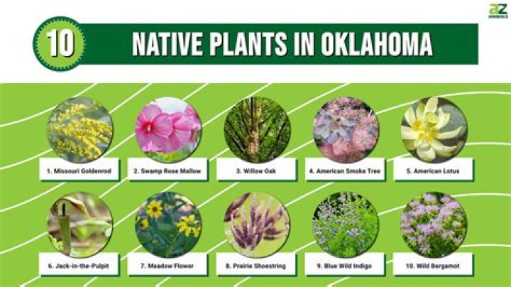What plants are native to Peru