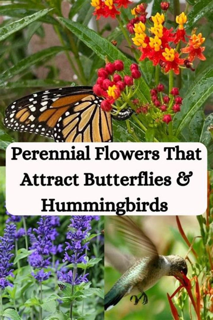 What plants attract butterflies and hummingbirds in Florida