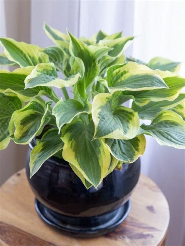 What plants can grow in full shade