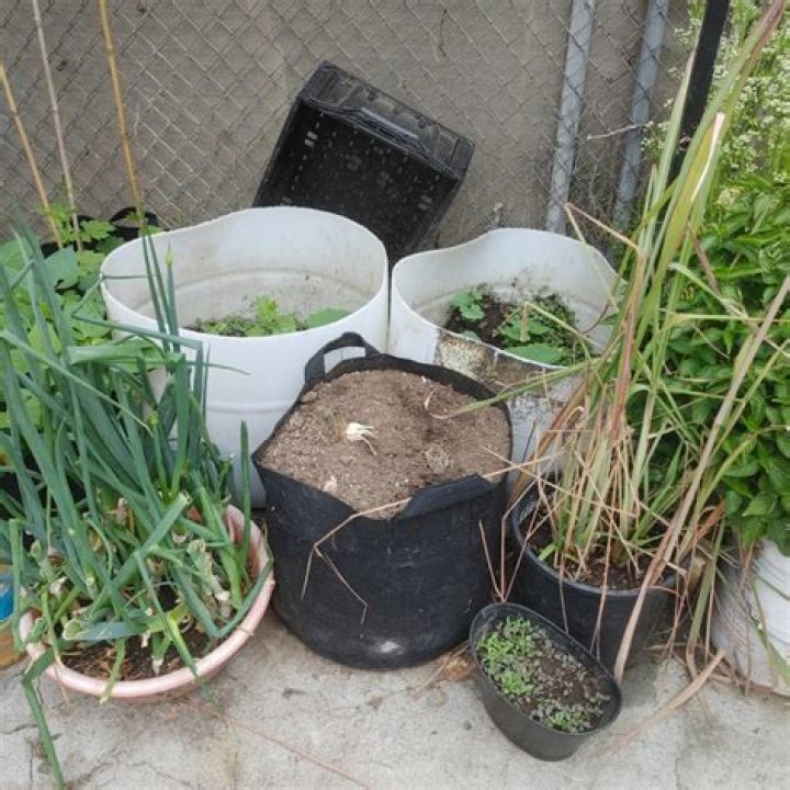 What plants can I grow in a chicken coop