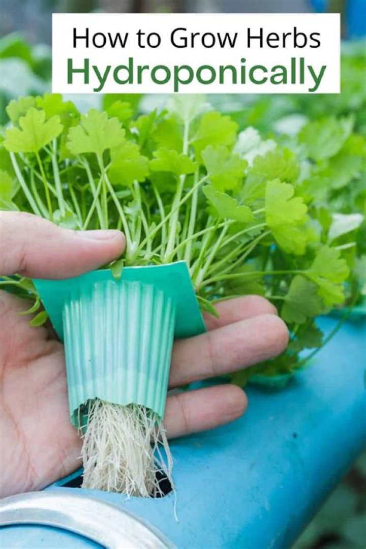 What plants Cannot be grown hydroponically