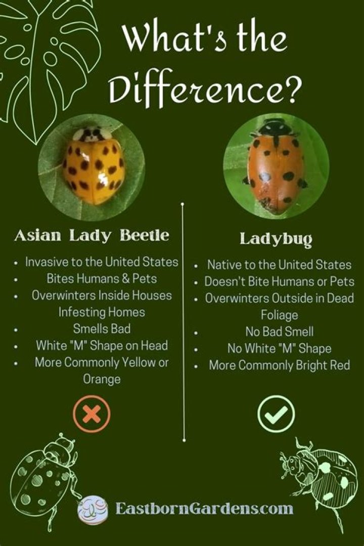 What plants do ladybugs like most