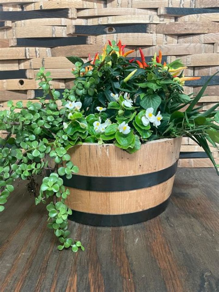 What plants go in a whiskey barrel