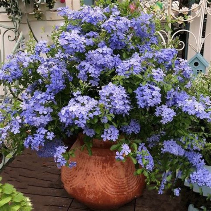What plants go well with plumbago
