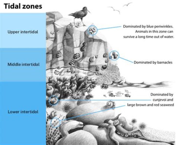 What plants grow in the intertidal zone