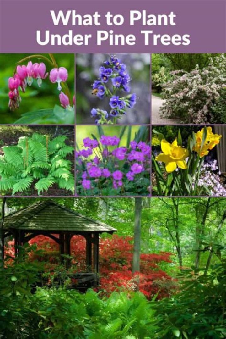 What plants grow under redwood trees