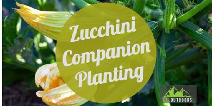 What plants grow well with zucchini