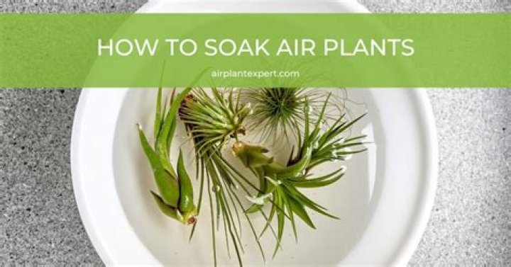 What plants help soak up water