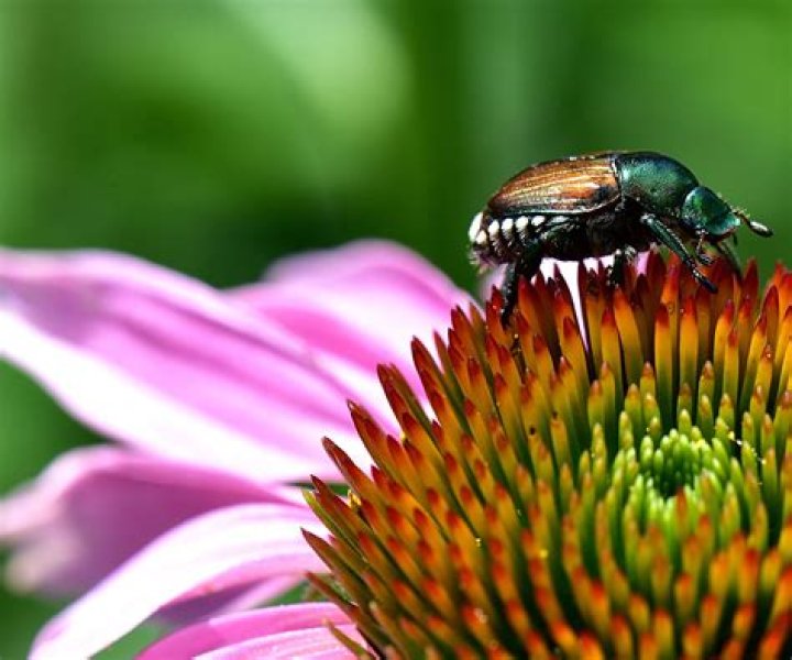 What plants keep Japanese beetles away