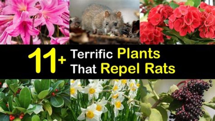 What plants repel rats and mice