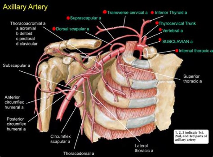 What portion of the wall of the axilla does the axillary fascia contribute to