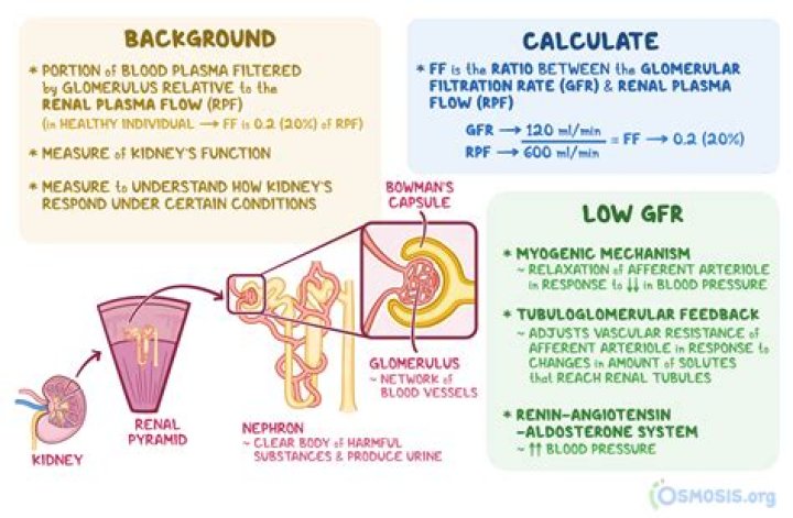What prevents glomerular filtration