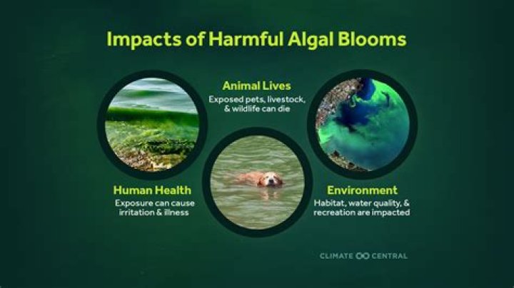 What products are harmful to the environment