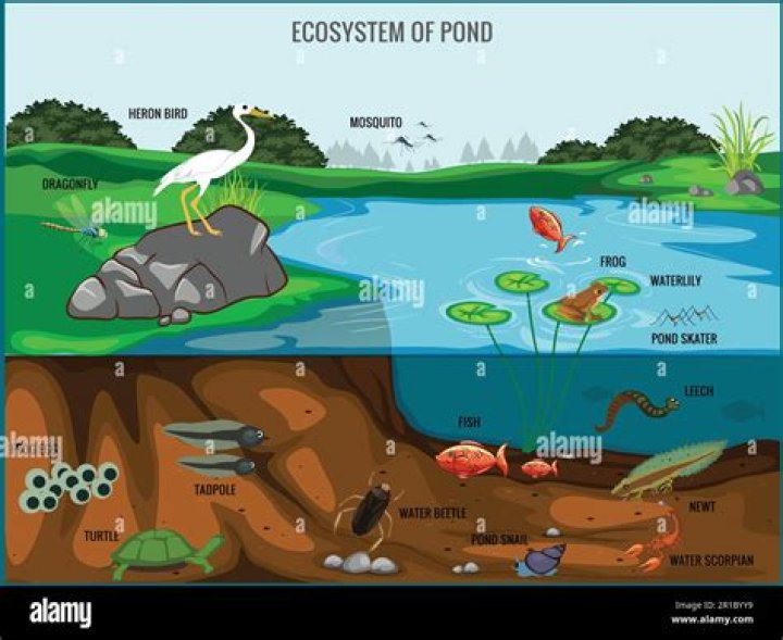What property of water refers to waters ability to form a thin film on the surface of lakes and ponds that insects can walk on