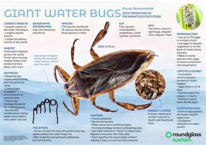 What purpose are Waterbugs