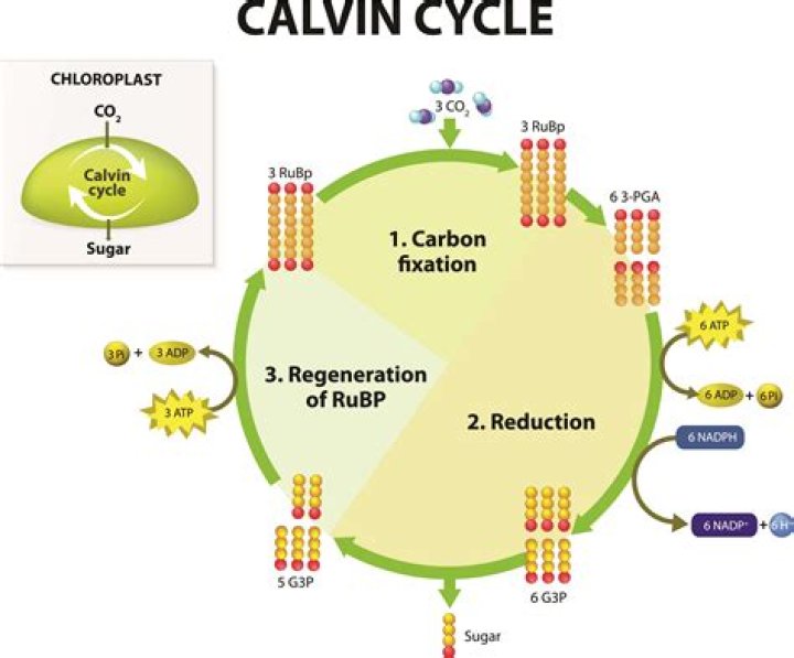 What reactions make up the Calvin cycle