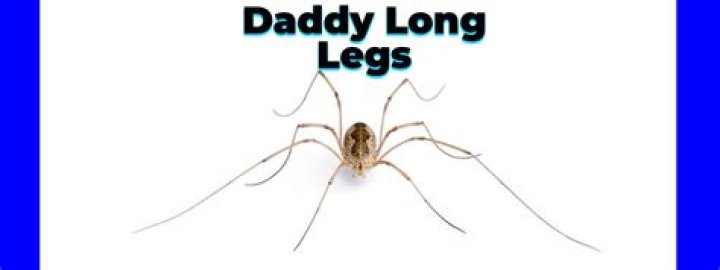 What reason did Judy give for showering Daddy Long Legs with letters