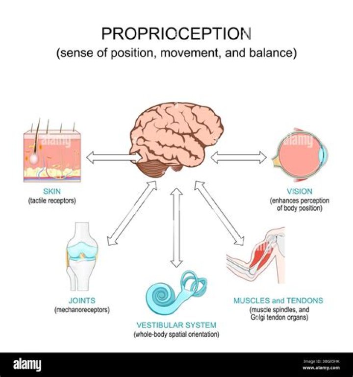 What receptors are responsible for proprioception
