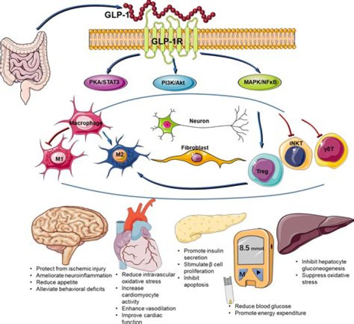 What regulates ghrelin release