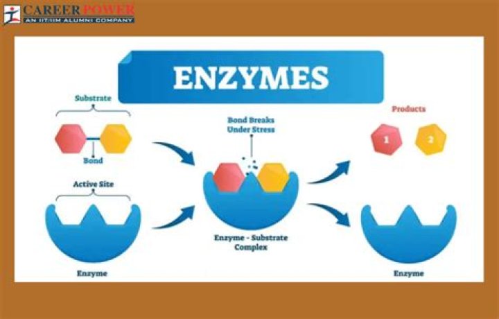 What role do these enzymes play in this natural host