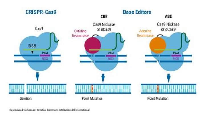 What role does cas9 play in the Crispr system quizlet