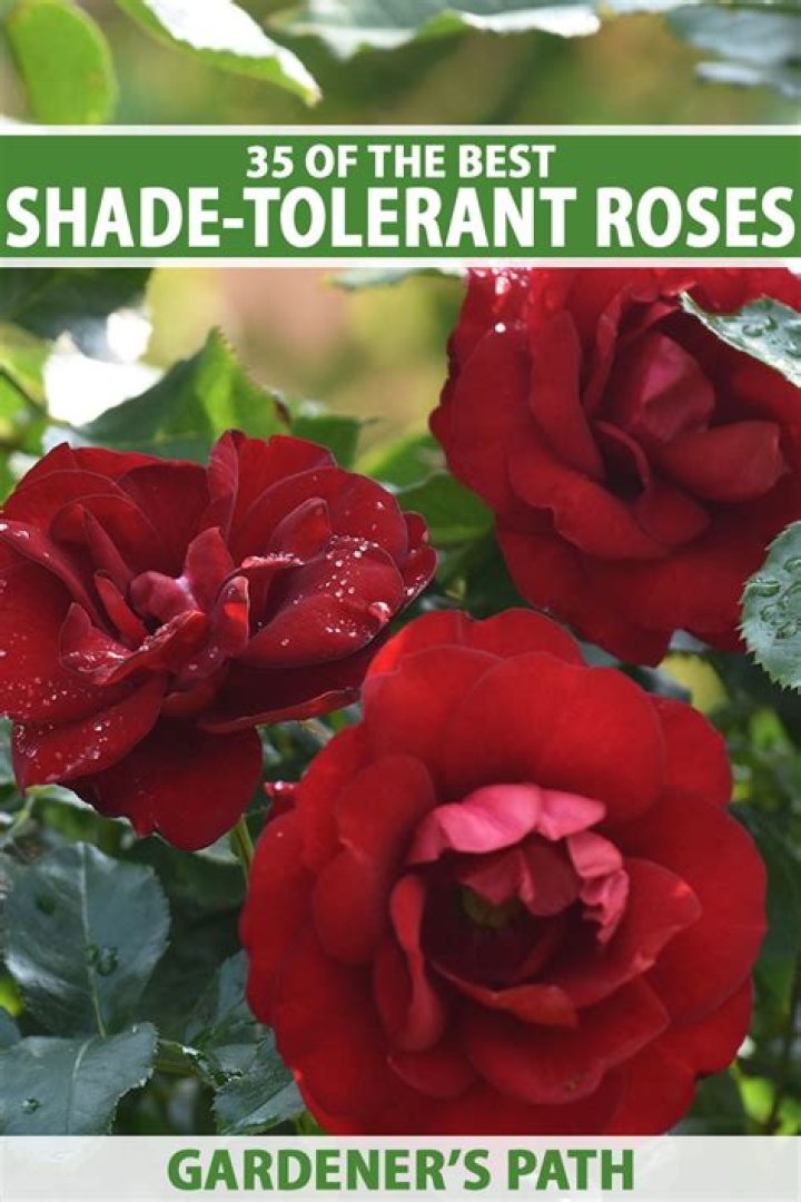 What Roses grow well in shade