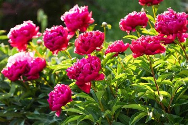What season does peonies bloom
