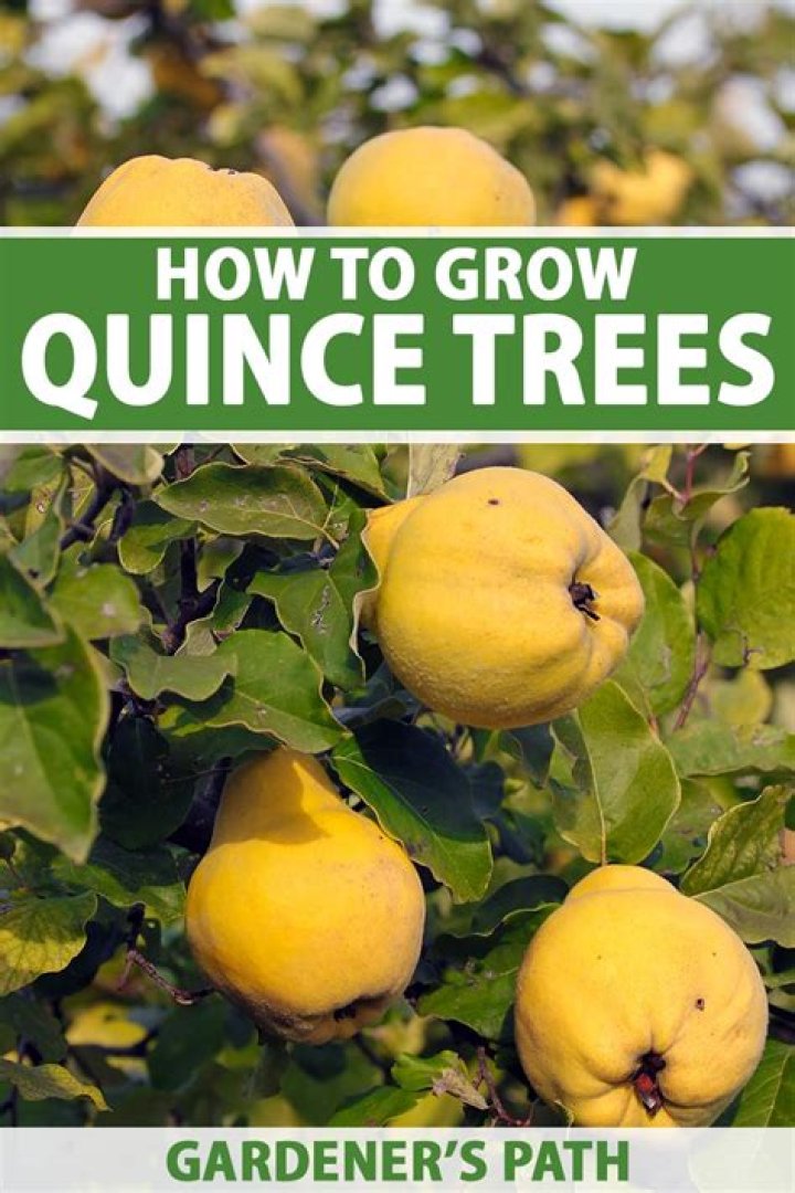 What season does quince grow