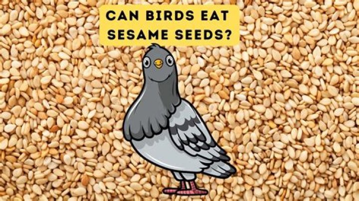 What seeds for what birds