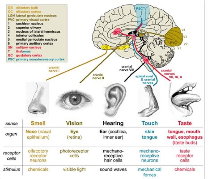 What senses are affected by the cranial and facial bones that protect and support the sense organs