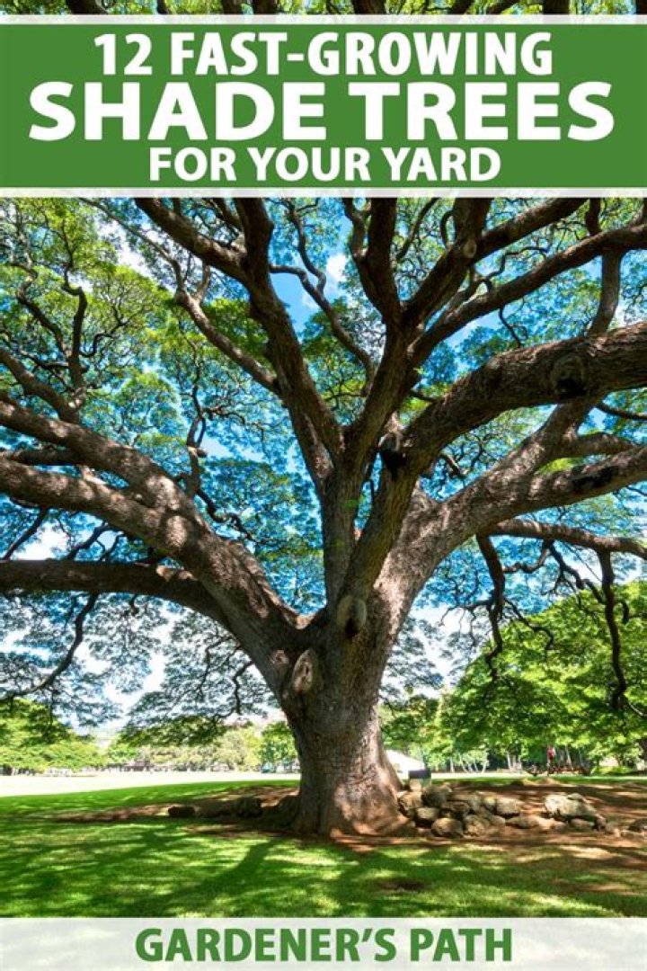 What shade tree grows the fastest