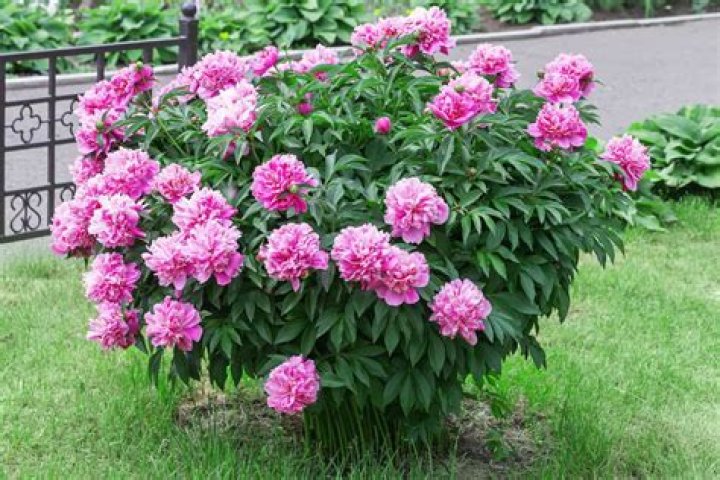 What should I plant with my peonies