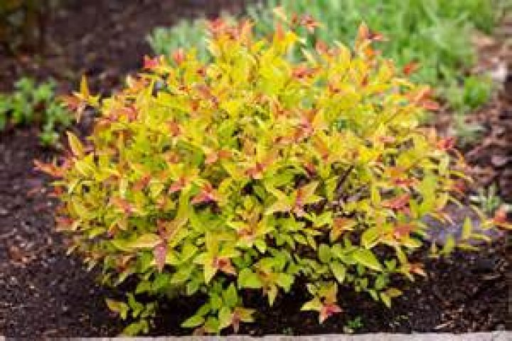 What shrubs do well in full sun