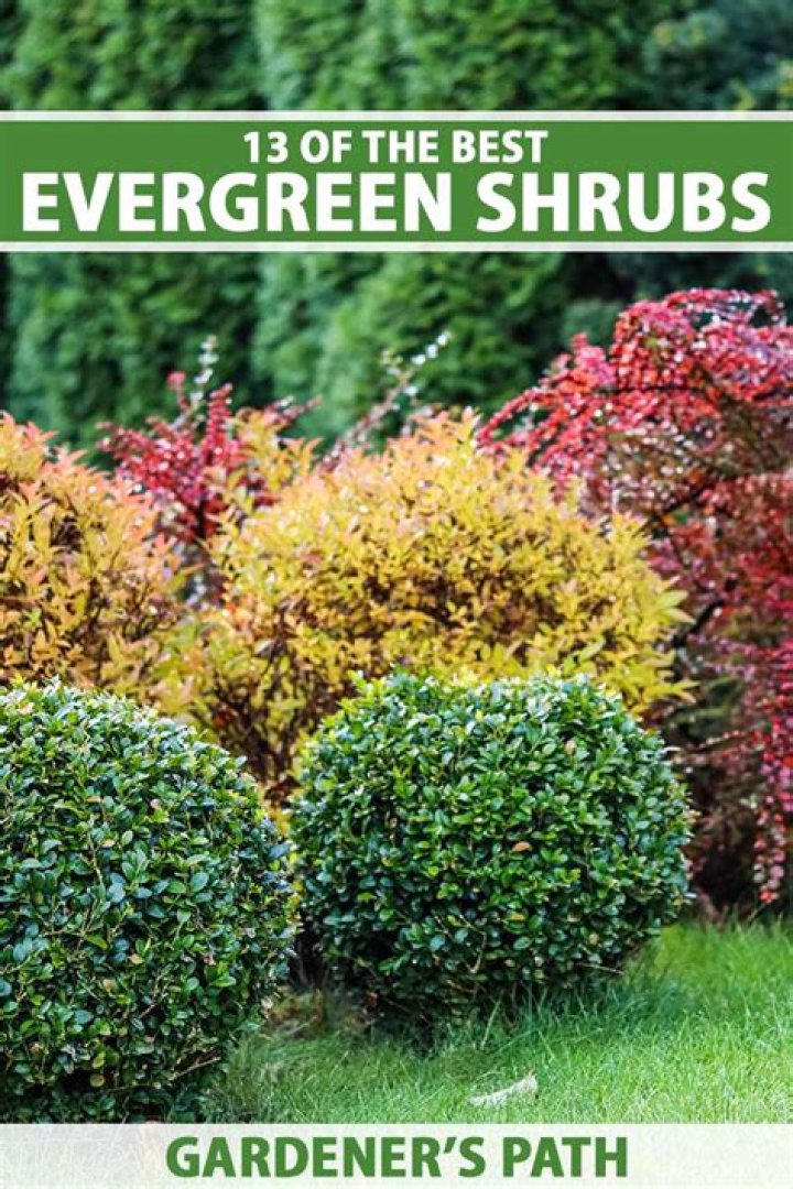 What shrubs stay small