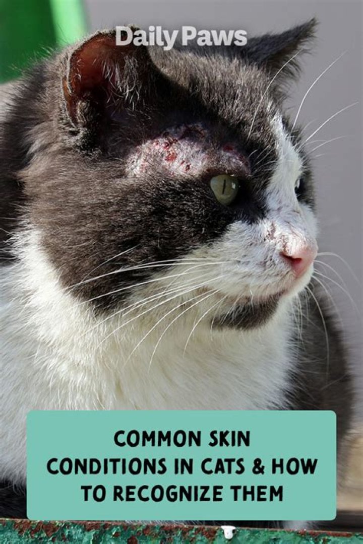 What skin conditions can cats get