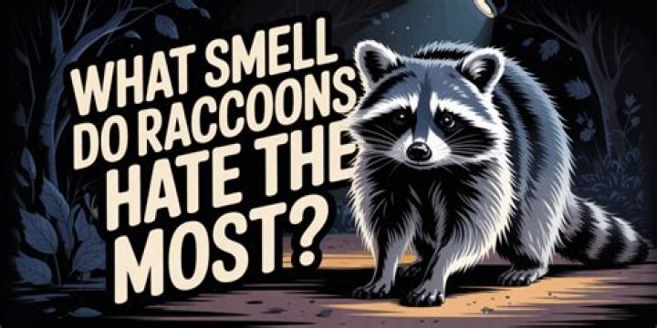 What smell attracts raccoons