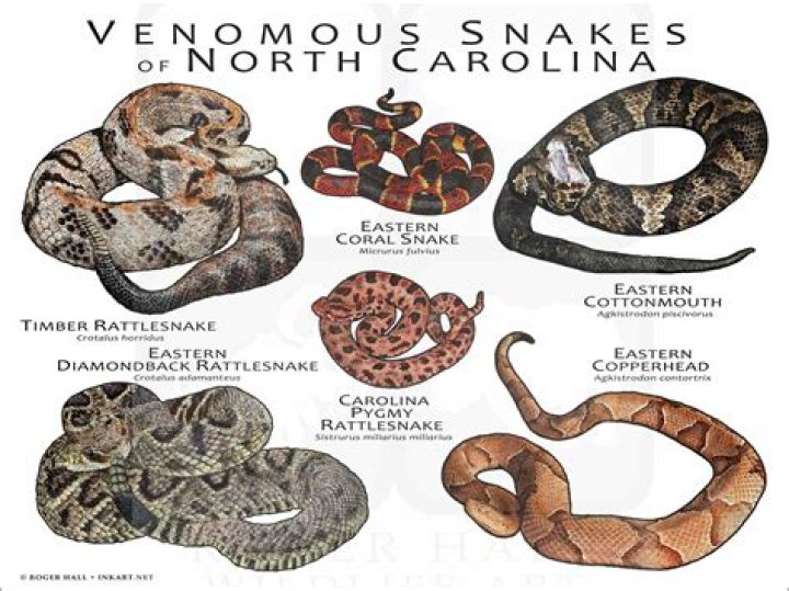 What snakes are found in Oklahoma
