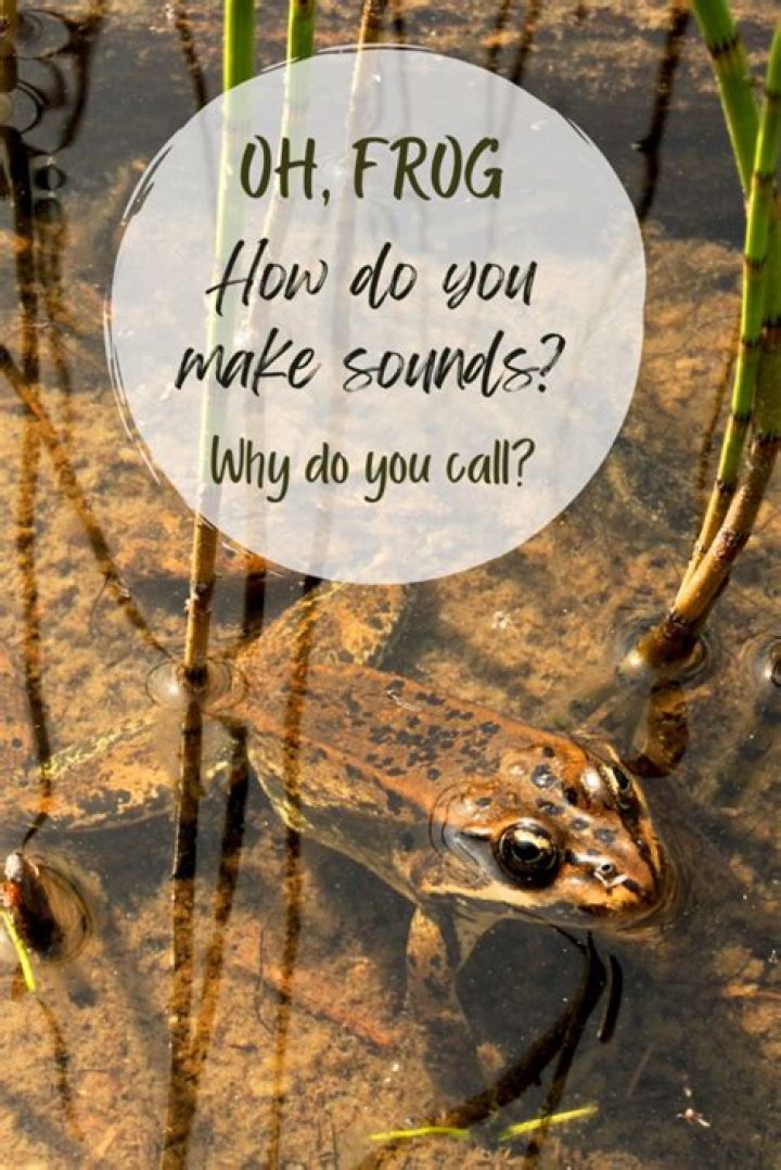 What sound do frogs make at night