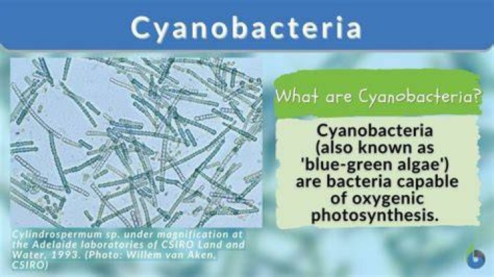 What species is cyanobacteria