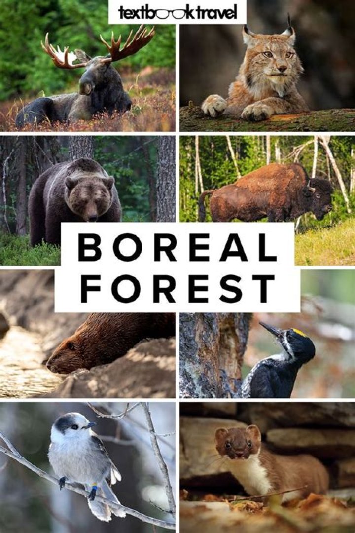 What species live in boreal forests
