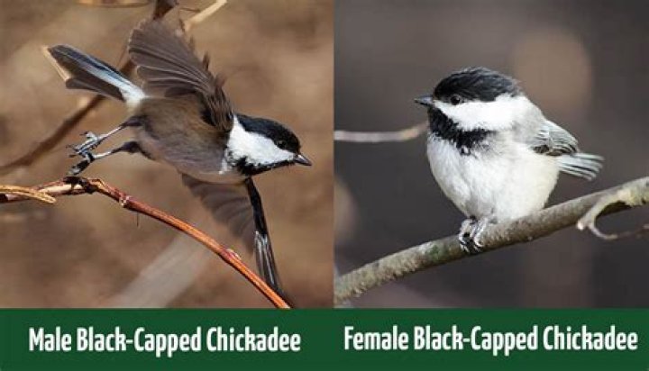 What state has the Black-capped Chickadee