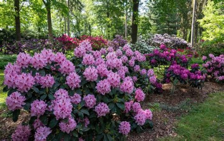 What state is famous for azaleas